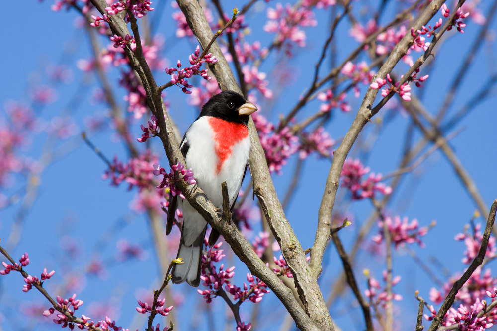 How You Can Help Save the Birds