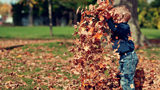 Prepare Your Yard for Fall