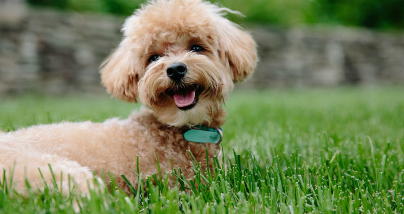 Protect Your Pet from Common Lawn Toxins