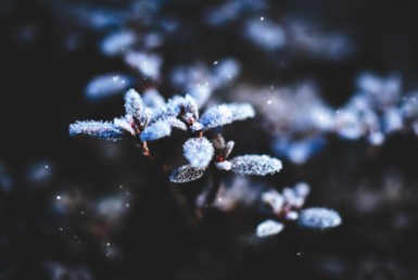 protect plants from winter weather
