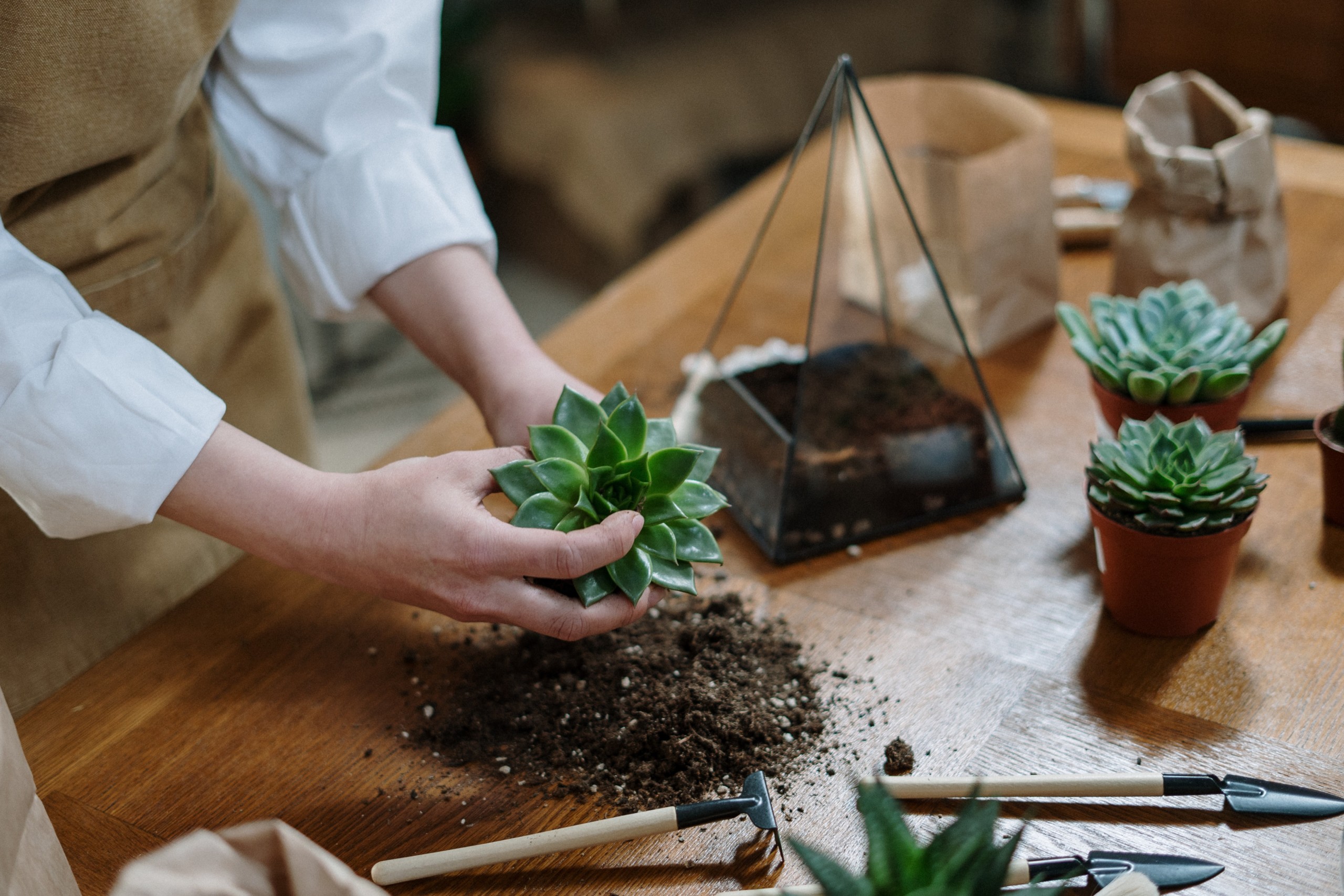 Terrariums—Bringing the Outdoors In